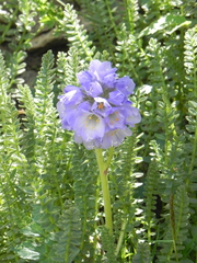 Polemonium confertum