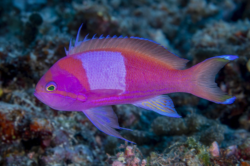 Blotched fairy basslet (Pseudanthias pleurotaenia) — Serranidae — 2