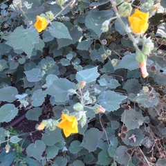 Abutilon fruticosum