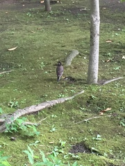 Spodiopsar cineraceus