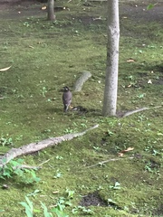 Spodiopsar cineraceus