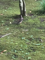 Spodiopsar cineraceus