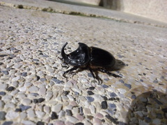 Oryctes nasicornis grypus