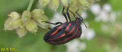Graphosoma rubrolineatum