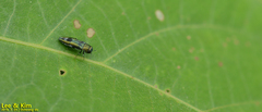 Agrilus chujoi