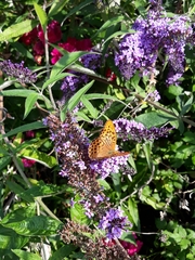 Argynnis paphia