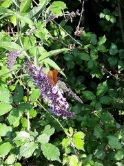 Argynnis paphia