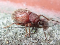 Otiorhynchus smreczynskii