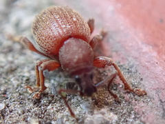 Otiorhynchus smreczynskii