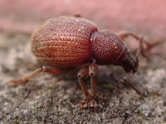 Otiorhynchus smreczynskii