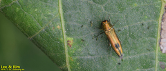 Agrilus chujoi