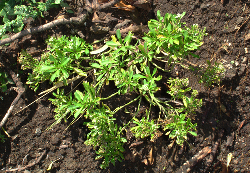 Scurvy Grass (Lepidium oblitum)