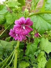 Malva sylvestris