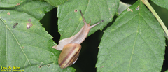 Nesiohelix samarangae