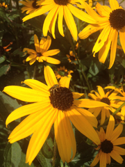 Rudbeckia hirta pulcherrima