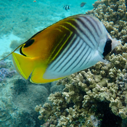 Threadfin butterflyfish