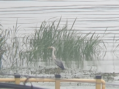 Ardea cinerea
