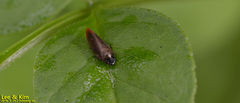 Eoscarta assimilis