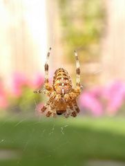 Araneus diadematus