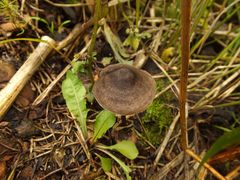 Entoloma lampropus