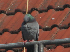Columba livia domestica