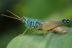 Caryanda spuria