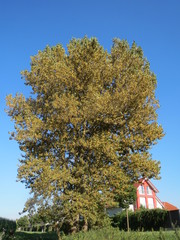 Populus × canadensis