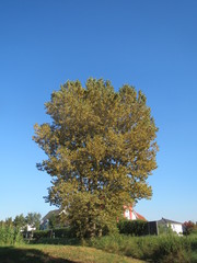Populus × canadensis