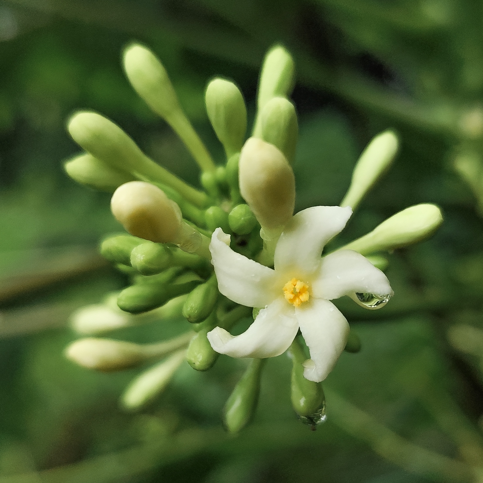 Carica papaya