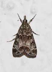 Eudonia mercurella