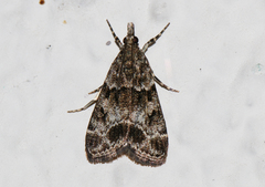 Eudonia mercurella