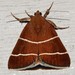 Four-lined Chocolate Moth - Photo (c) G. L. Dearman, some rights reserved (CC BY-NC), uploaded by G. L. Dearman