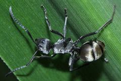 Polyrhachis