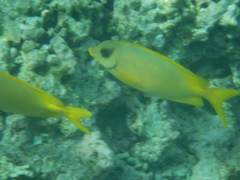 Siganus corallinus