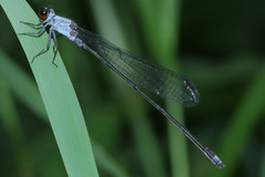 Pseudagrion pruinosum