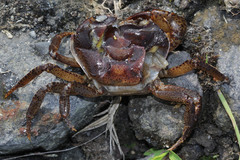 Parathelphusa convexa