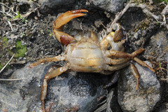 Parathelphusa convexa