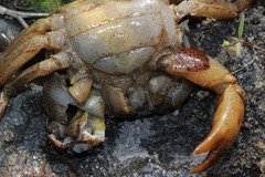 Parathelphusa convexa