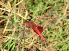 Tramea stenoloba