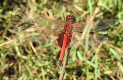 Tramea stenoloba