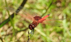 Tramea stenoloba