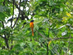 Pericrocotus flammeus