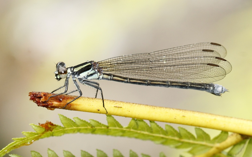 Anisopleura lestoides