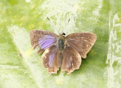 Heliophorini