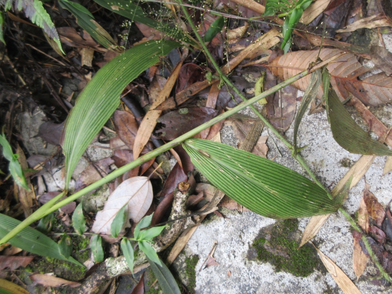 Setaria palmifolia — ảnh 3