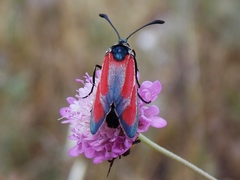 Zygaena erythrus
