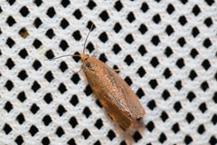 Celypha rufana