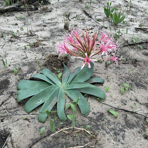 Ammocharis tinneana