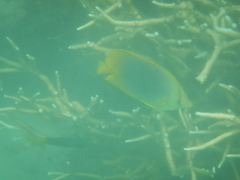 Chaetodon aureofasciatus