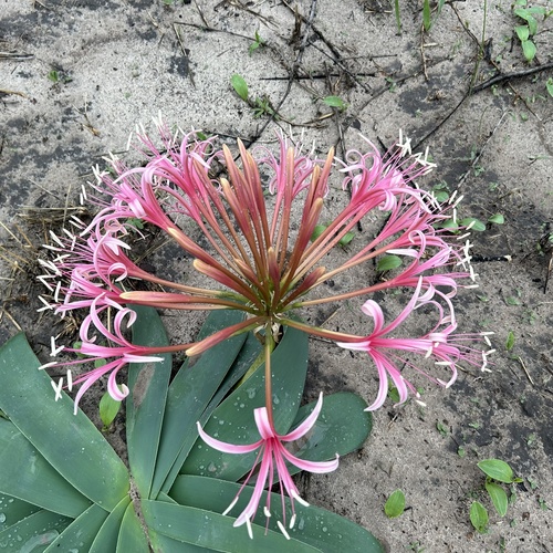 Ammocharis tinneana
